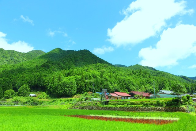 夏の里山