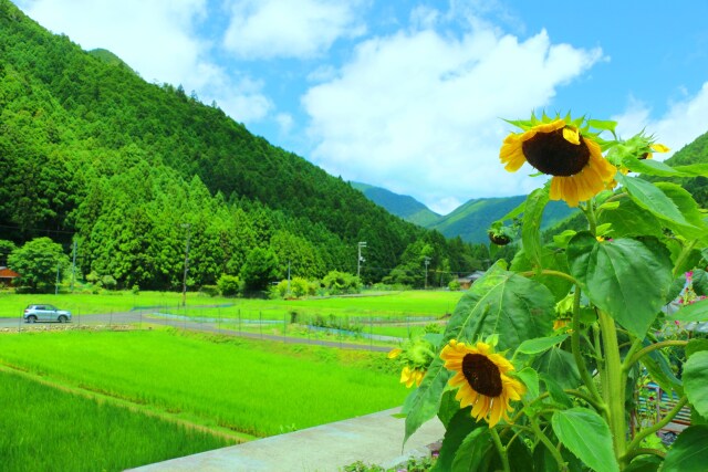 夏の里山