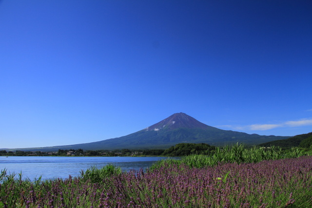 ラベンダー&富士山