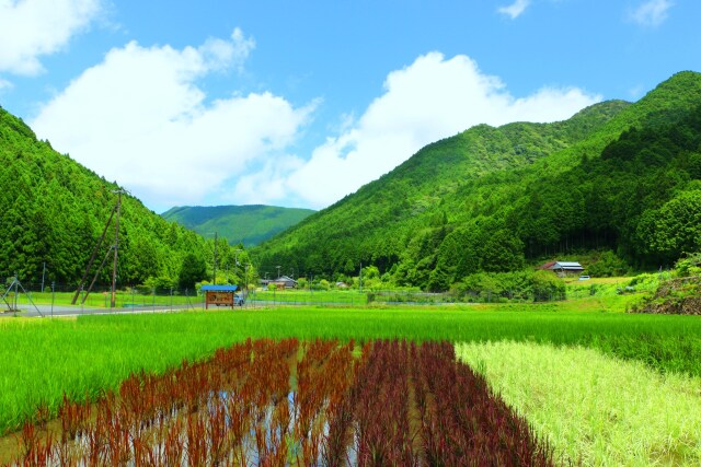 夏の里山