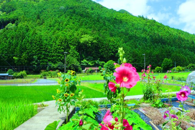 夏の里山