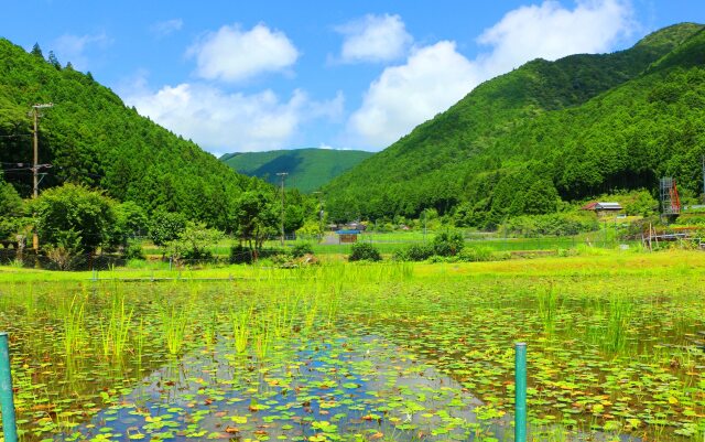 夏の里山