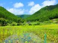 夏の里山