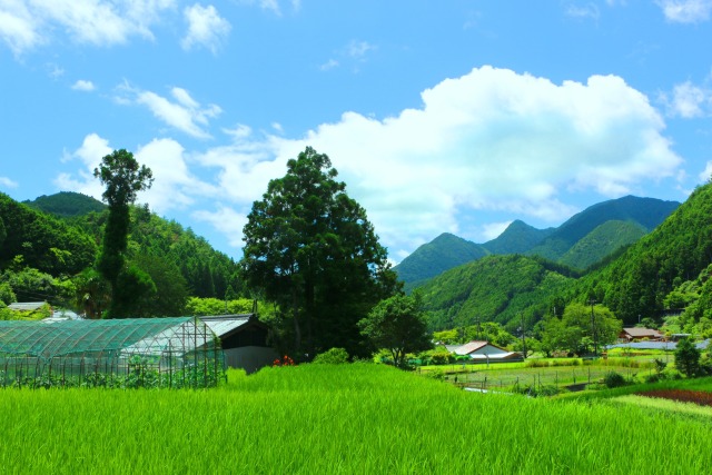 夏の里山