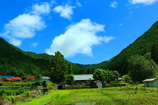 夏の里山