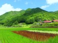 夏の里山