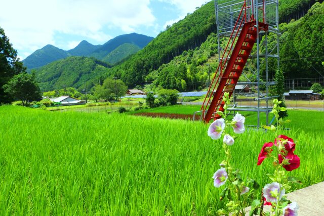 夏の里山