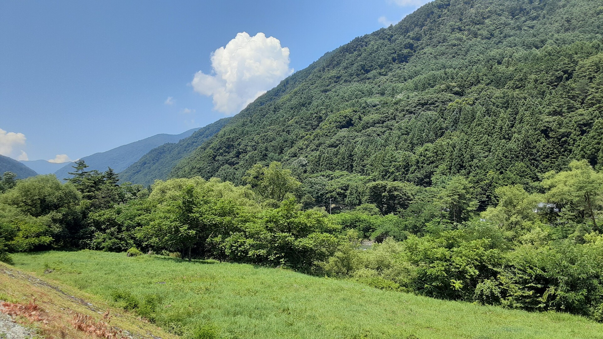 日本の風景 夏風吹く夏色の木々 壁紙19x1080 壁紙館