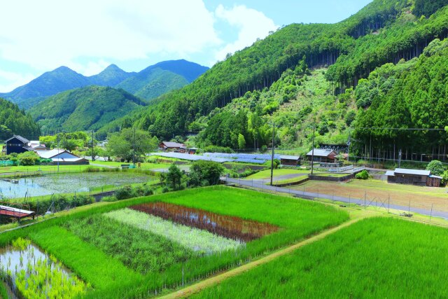 夏の里山