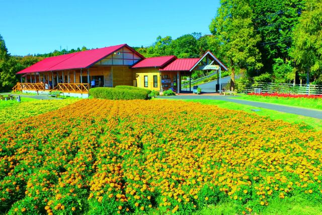 夏の花