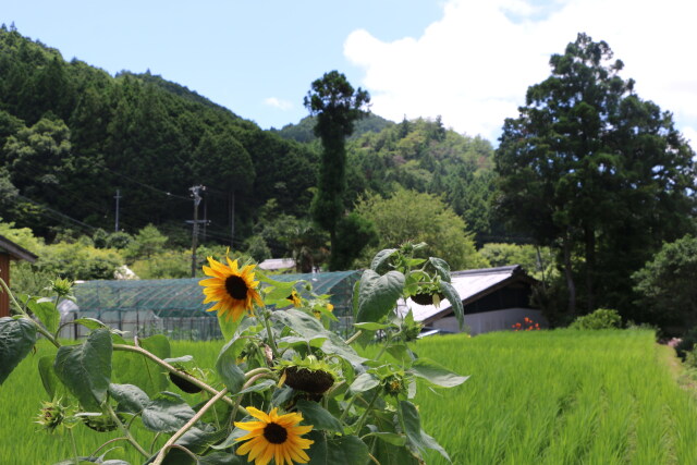 夏の里山