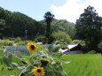 夏の里山