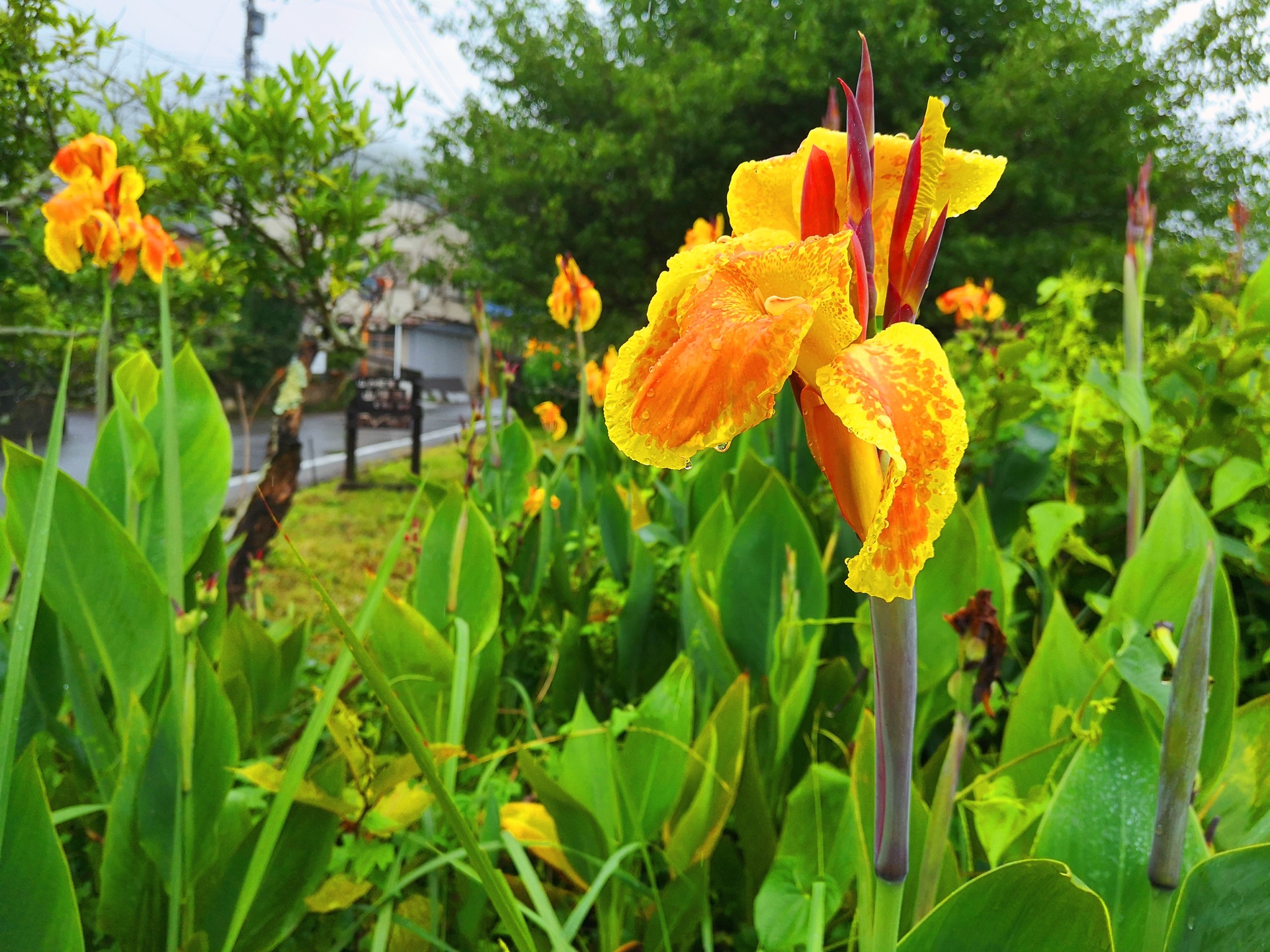 花 植物 夏の花 壁紙19x1440 壁紙館