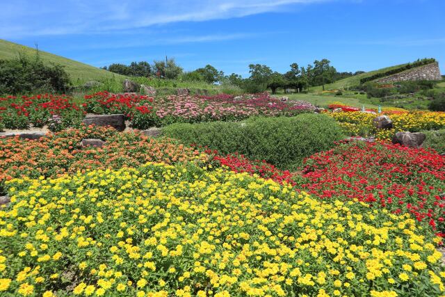 公園の花壇