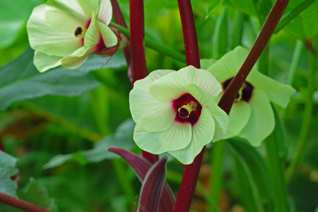 オクラの花