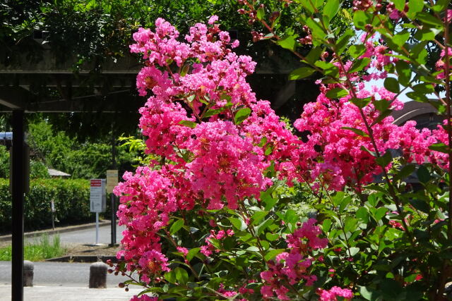 夏 百日紅の花