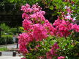 夏 百日紅の花