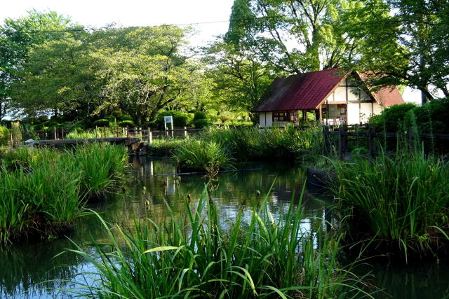 夕暮れ近くの夏の公園