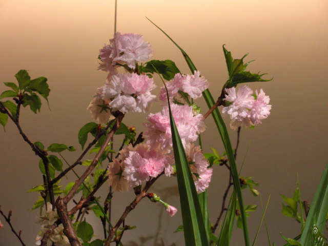 今咲く雪氷桜