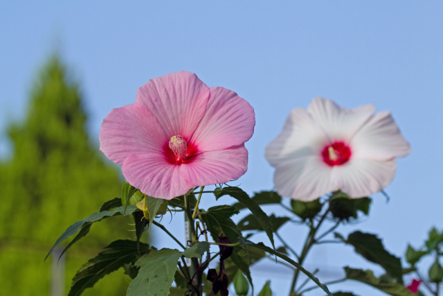 芙蓉