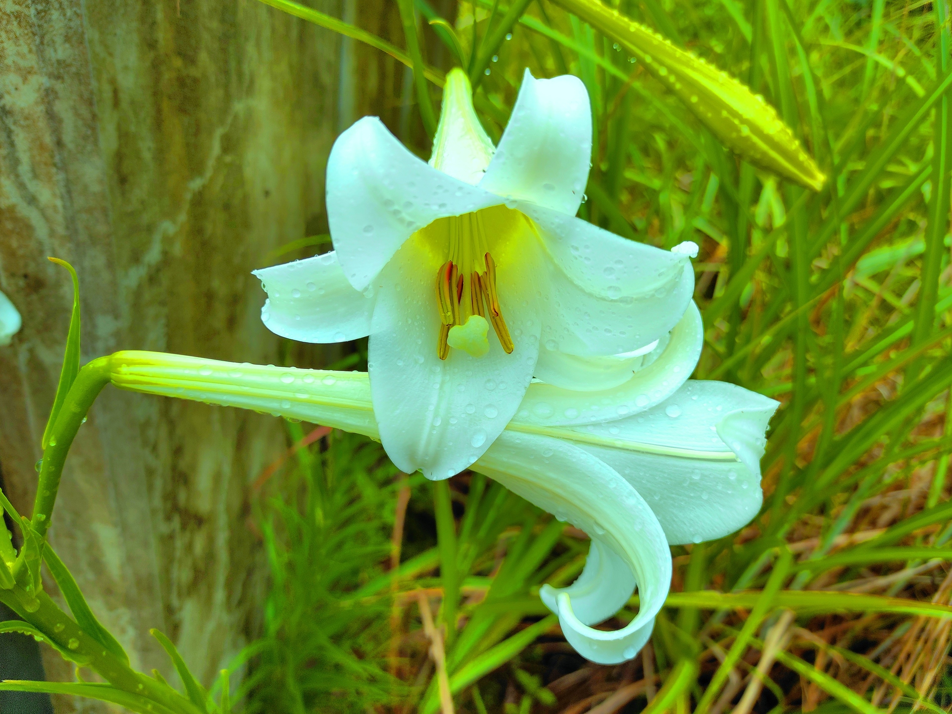 花 植物 夏の花 壁紙19x1440 壁紙館