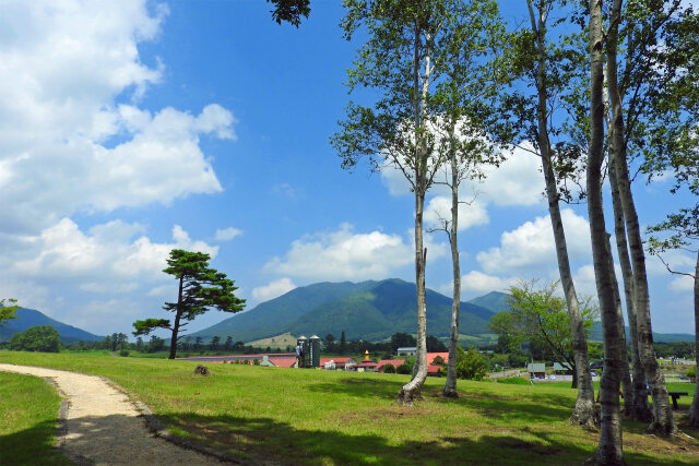 蒜山高原 夏 木陰