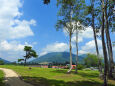 蒜山高原 夏 木陰