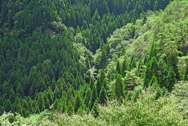 渓谷の森