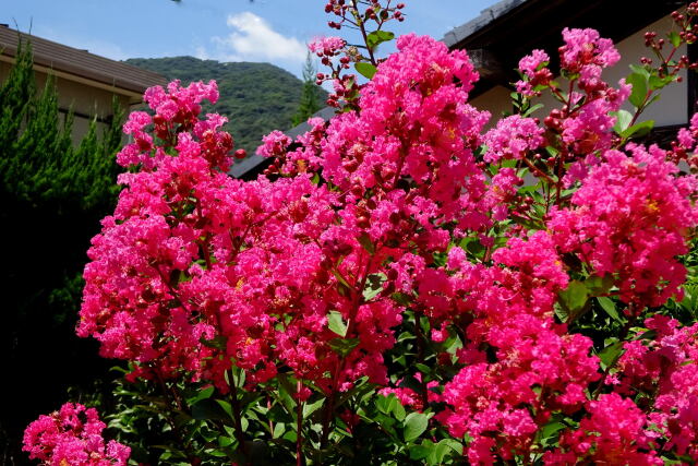 盛夏の百日紅の花