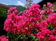 盛夏の百日紅の花