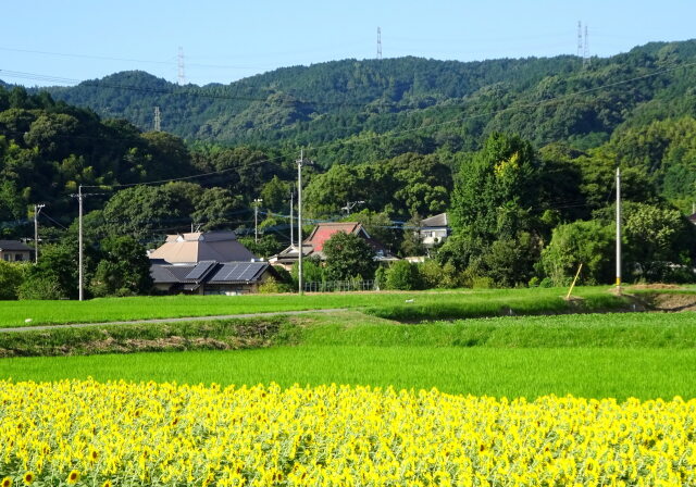 里にヒマワリが咲く頃