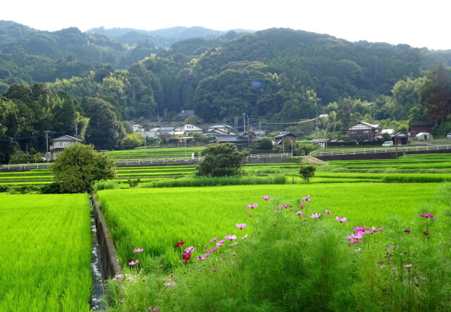 里にコスモスが咲き始める頃