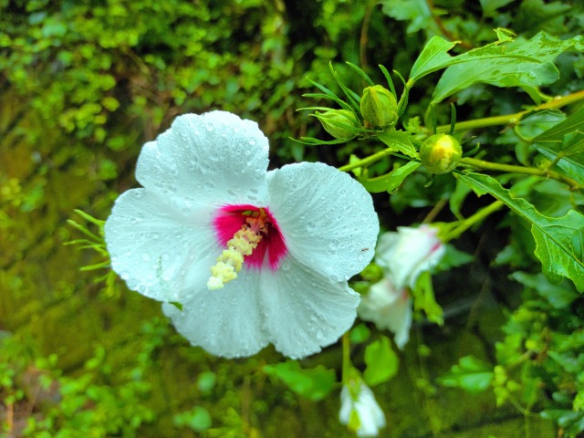 夏の花