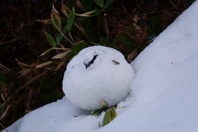 燕岳の雄雷鳥3