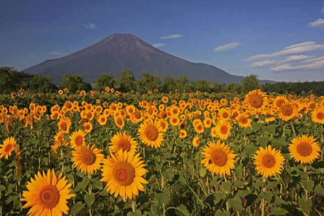 夏の富士山