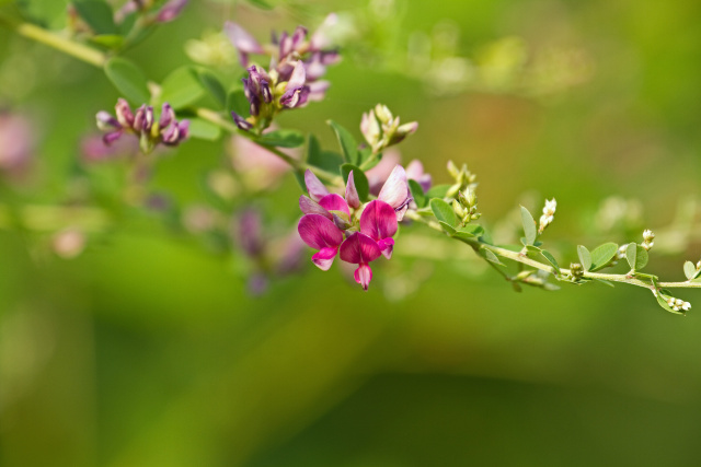 萩の花