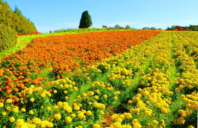 夏の花