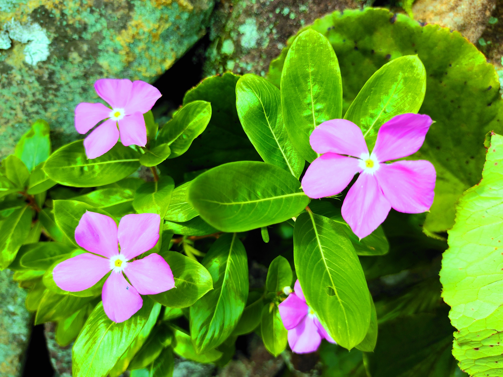 花 植物 夏の花 壁紙19x1440 壁紙館