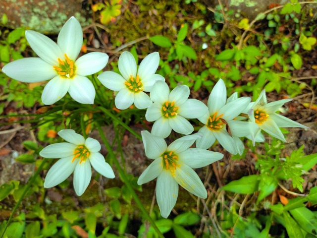 夏の花