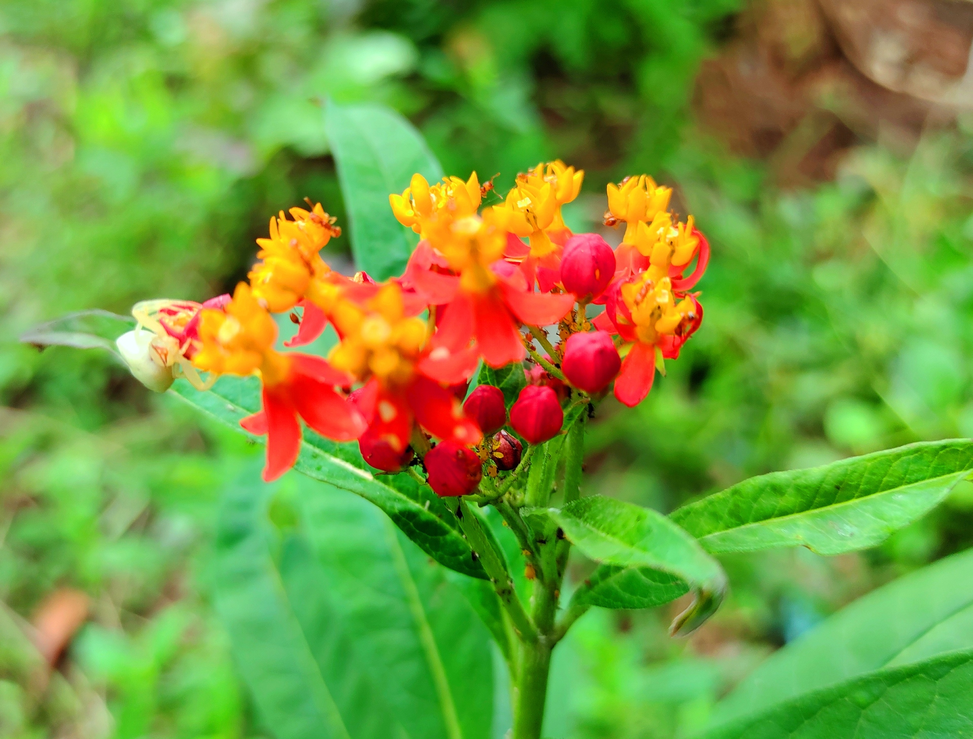 花 植物 夏の花 壁紙19x1458 壁紙館