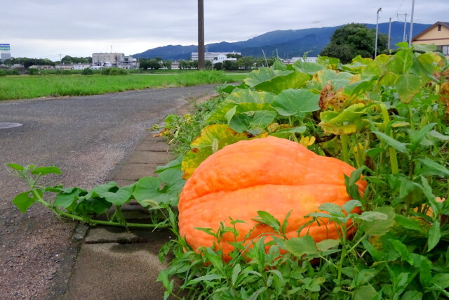 田舎道の大きなカボチャ