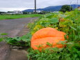 田舎道の大きなカボチャ