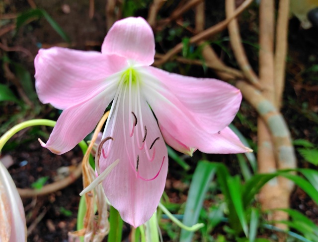 夏の花