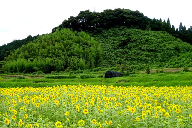 ひまわり畑と里山の風景