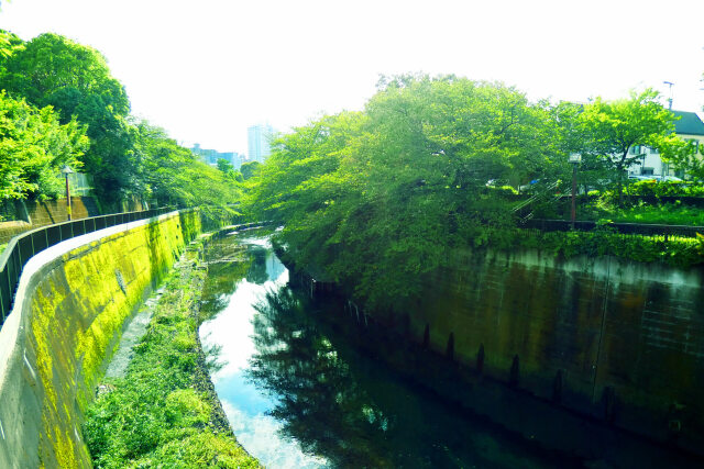 晩夏の石神井川