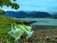 夏の海と花