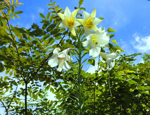 夏の花