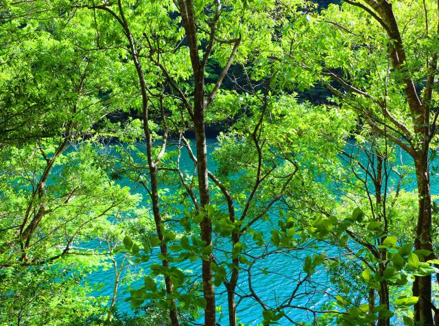 夏の水辺