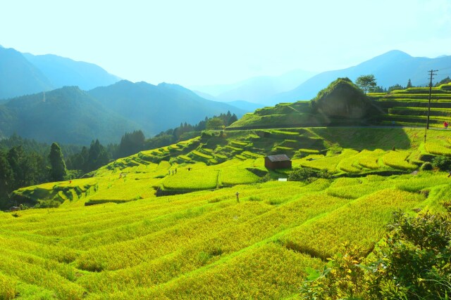 初秋の丸山千枚田