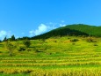 初秋の丸山千枚田